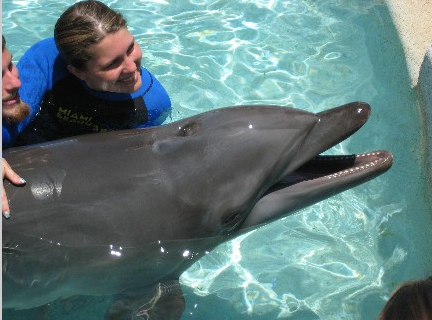 Miami Swim With Dolphins Tours And Tickets 305 556 5085
