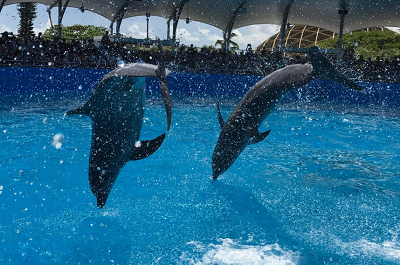 Buying Photos for Your Dolphin Program