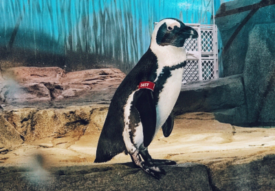 Miami Penguin Encounter