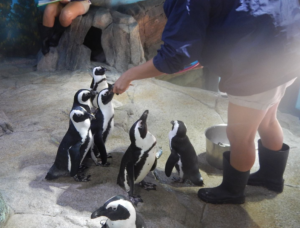 Penguin Meet and Greet in Miami