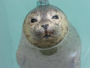 Seal Swim in Miami