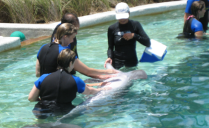 Miami dolphin encounter Miami Dolphin Swim
