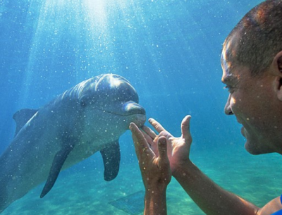 Nadar con delfines en Miami