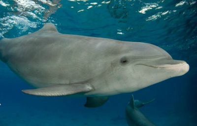 dolphins miami beach