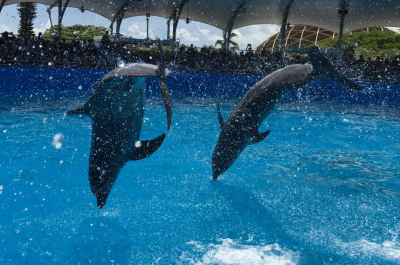 Dolphin World Marco Island