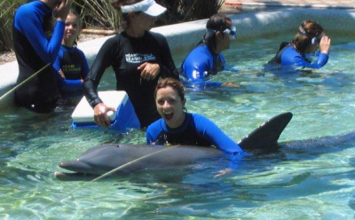 What is the difference between the Dolphin Encounter Miami and Dolphin Swim Adventure / Odyssey